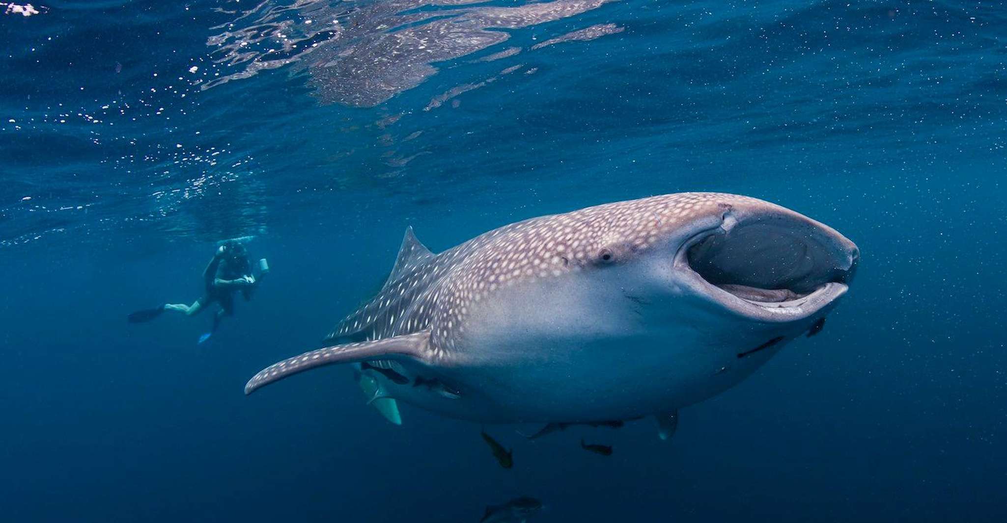 Cebu, requins-baleines, chutes Tumalog et visite de la journée de l'île Sumilon - Hizvo