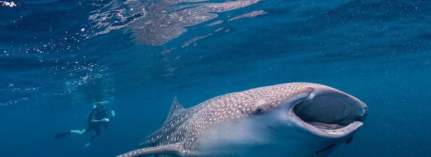 Cebu : requins baleines, banc de sable de Sumilon et chutes de Tumalog