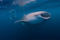 Cebu, Walhaie, Tumalog Falls & Sumilon Island Tagestour - Hizvo