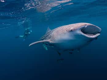 Cebu : excursion aux requins-baleines, au banc de sable de Sumilon et aux chutes de Tumalog