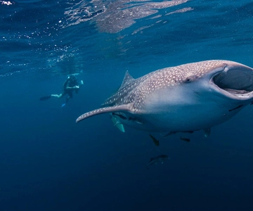 Cebu: Whalesharks, Sumilon Sandbar & Tumalog Falls Tour