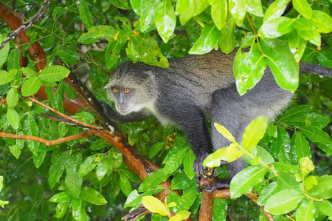 Zanzibar: Jozani Forest, Spice Farm and Stone Town City Tour Private tour no hotel pick-up and drop-off included