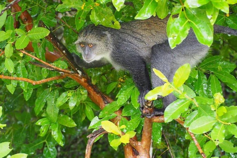 Zanzibar: Jozani Forest, Spice Farm and Stone Town City Tour Private tour no hotel pick-up and drop-off included