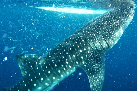 Cebu : Circuit requins-baleines, canyoning et tyrolienne à Oslob