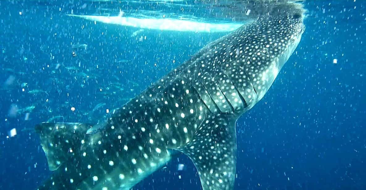 Cebu: Whale Shark Watching and Aguinid Falls Adventure | GetYourGuide