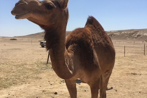 Sands &amp; Scents of the Empty Quarter: A Frankincense Odyssey