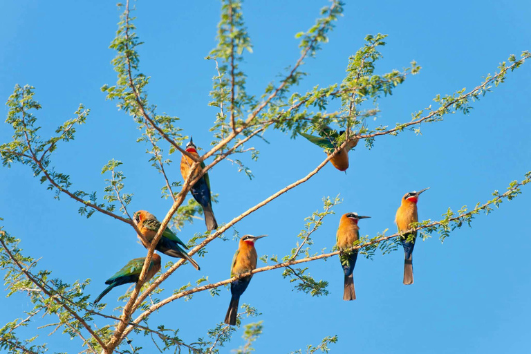 Tour nel Parco Nazionale del Serengeti e nel Cratere di Ngorongoro, partendo da ArushaEsplora il Parco Nazionale del Serengeti e il cratere di Ngorongoro per 3 giorni
