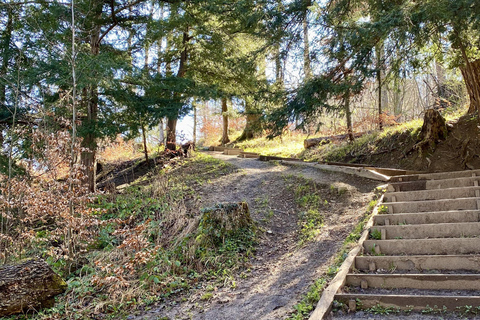 Zurich: Accompanied hike to Uetliberg