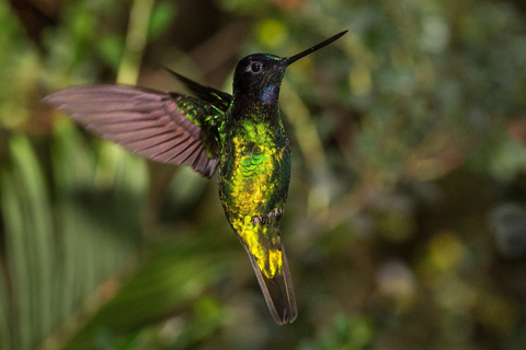 THE SONG TOUR - BIRD WATCHING - Departure from Santa Marta THE SONG TOUR - BIRD WATCHING - Departure from Minca