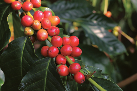 From Oahu: Kauai Waimea Canyon and Koke'e Adventure Tour