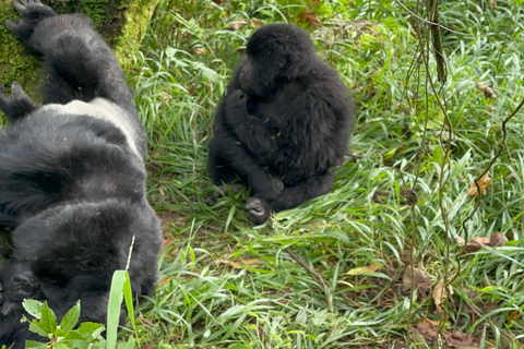 1-Day Rwanda Gorilla Trekking Volcanoes National Park