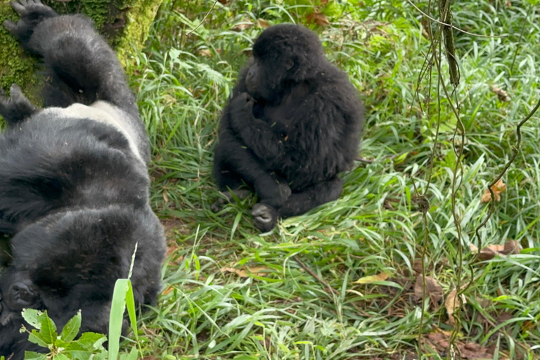 1-Day Rwanda Gorilla Trekking Volcanoes National Park