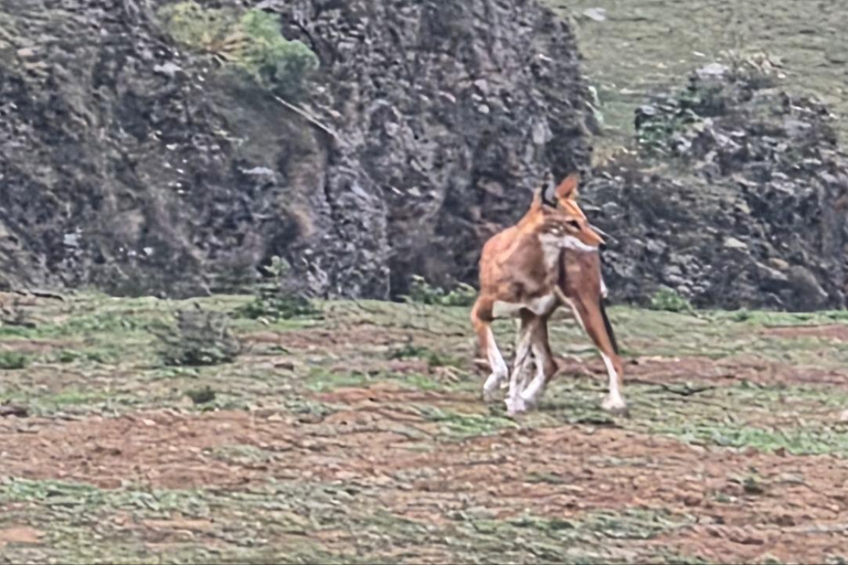 Addis Ababa: 6-Day Bale Mountains Adventure Trek