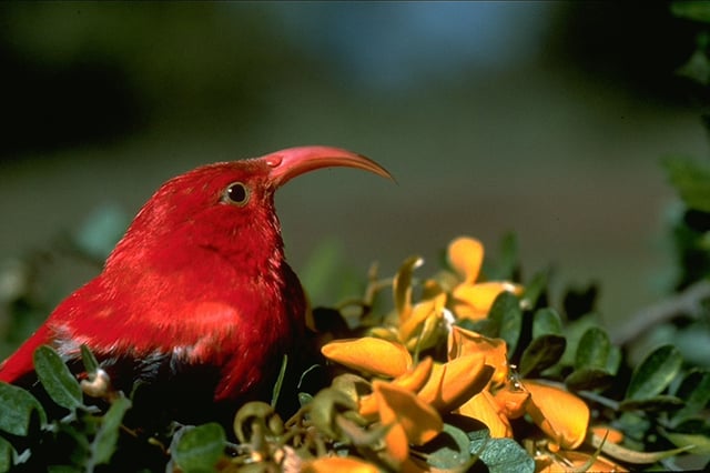 Big Island : Observation des oiseaux indigènes et randonnée