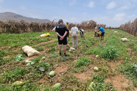 Boavista - wycieczka wschodnia - latarnia morska, plaża Mucheln, kolorowe wioski, farma kózPrywatna wschodnia wycieczka po Boavista