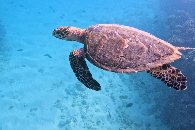 Honolulú: Crucero de lujo con snorkel y vida salvaje por WaikikiHonolulu: Crucero de lujo con snorkel y vida salvaje por Waikiki