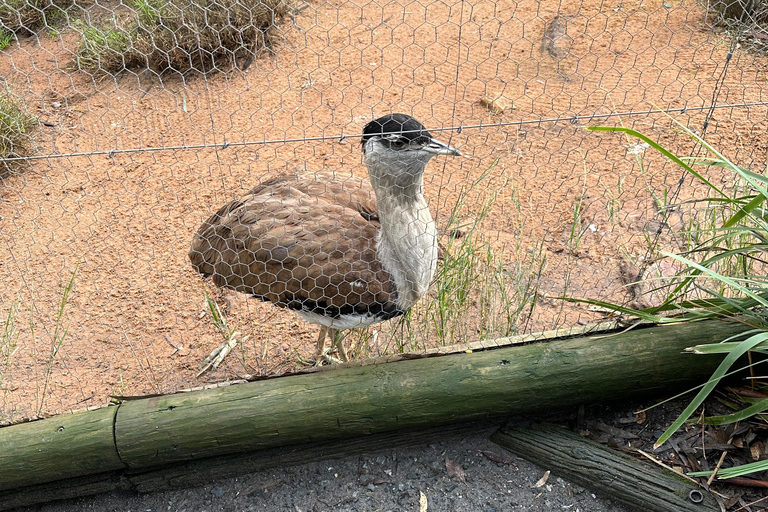 De Adelaide: Acaricie um coala e faça um passeio histórico por Hahndorf