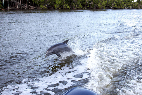 Panama City: Delfin-Kreuzfahrt bei Sonnenuntergang in der St. Andrews Bay