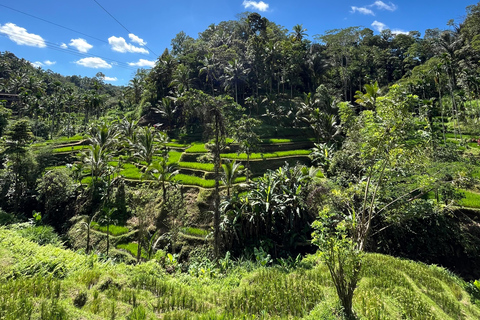 Ubud:Foresta delle scimmie, terrazze di riso, templi d&#039;acqua e cascate
