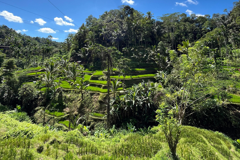 Ubud:Foresta delle scimmie, terrazze di riso, templi d&#039;acqua e cascate