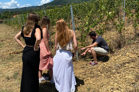 Tour de vinhos da Toscana de ônibus saindo de Lucca