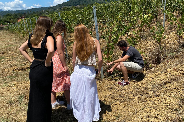 Tour de vinhos da Toscana de ônibus saindo de Lucca