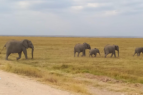 Nairobi: Viagem de 1 dia ao Parque Nacional de Amboseli com safari