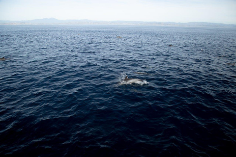 Colombo Tour - obserwacja delfinów podczas luksusowego rejsu i wycieczka po mieścieColombo Dolphin Watching podczas luksusowego rejsu wycieczkowego i zwiedzania miasta