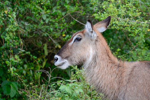 Tour di 7 giorni in Ruanda e Uganda: trekking dei primati e fauna selvatica