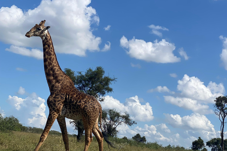 Nairobi: Quad Bike Wildlife Safari mit Transfers &amp; MahlzeitEinstündige Quad Bike Wildlife Safari mit Transfers &amp; Mahlzeit