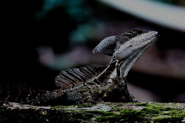 Tour noturno pela selva em Manuel AntonioExcursão particular