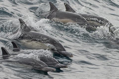 Los Angeles Harbor Breeze Cruise & Battleship USS Iowa Entry Whale Watching Cruise + USS Iowa Ticket