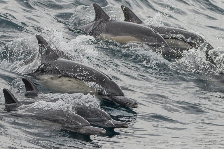 Los Angeles Harbor Breeze Cruise & Battleship USS Iowa Entry Whale Watching Cruise + USS Iowa Ticket