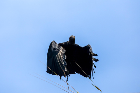 Birding Medellin z ekspertem obserwującym ptaki (prywatnie)