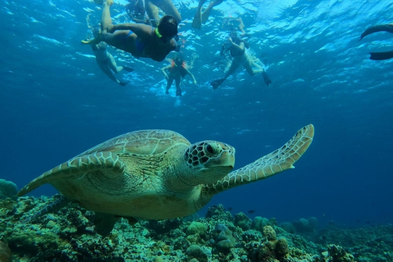 Turtle Tour Gili Trawangan : Private Snorkeling 3 Gili's Turtle Trip Gili Trawangan : Private Snorkeling 3 Gili's