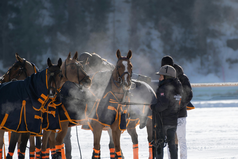 Pelkosenniemi: Morning Horse Ranch Experience with Guide