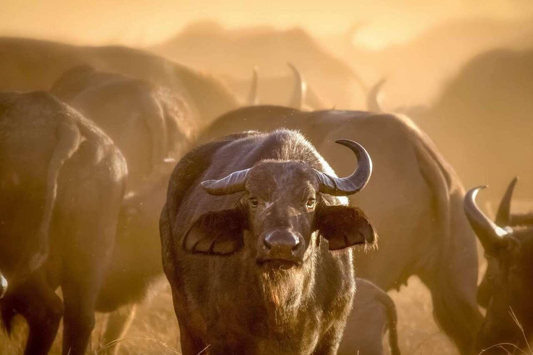 Arusha: Viagem de 1 dia ao Parque Nacional com serviço de busca no hotel