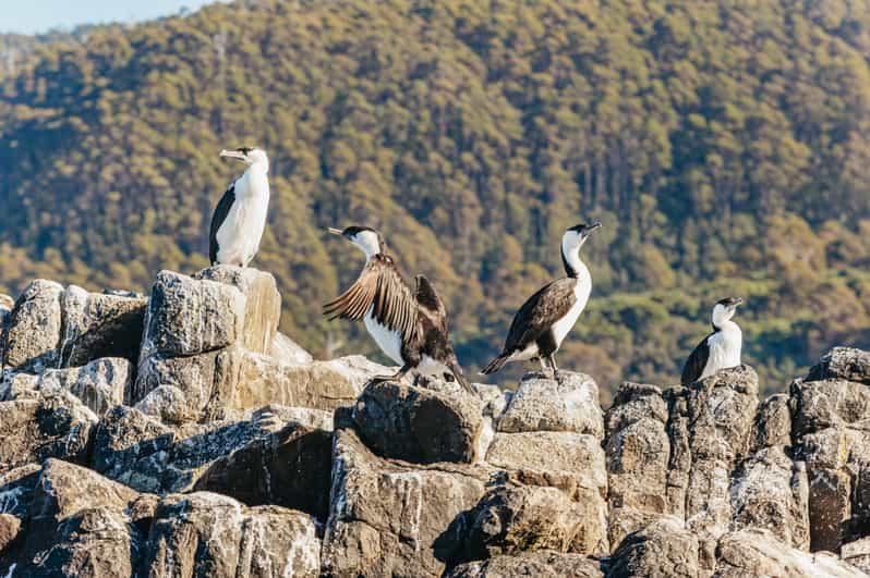 From Hobart/Adventure Bay: Bruny Island Wilderness Cruise | GetYourGuide