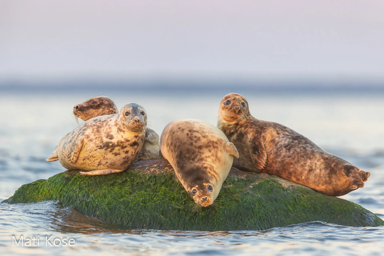 Estonia: Malusi Islands Seal-Watching Boat Trip