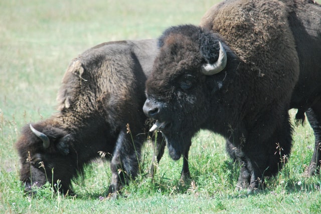 Yellowstone Lower Loop - Private full day tour(min 4 people)