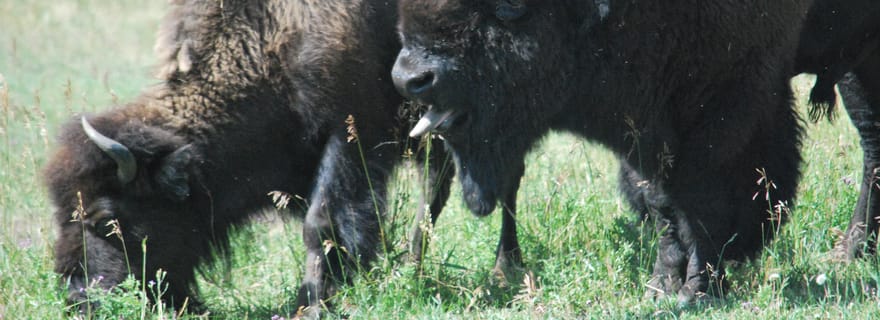 Yellowstone Lower Loop - visite privée d'une jounée