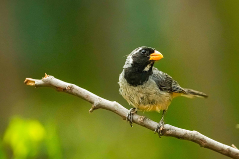 Cusco: Hummingbird Sanctuary Tour — 30+ Bird Species with transfers