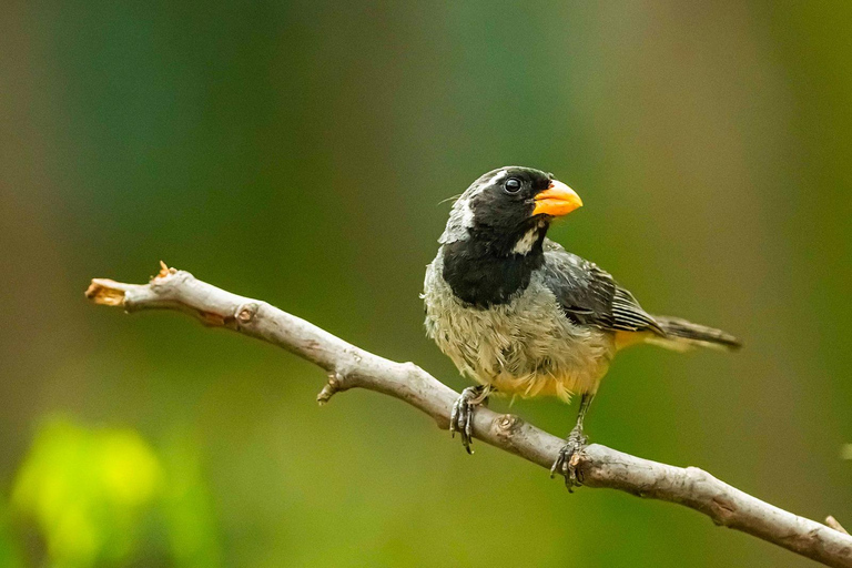 Cusco: Hummingbird Sanctuary Tour — 30+ Bird Species with transfers