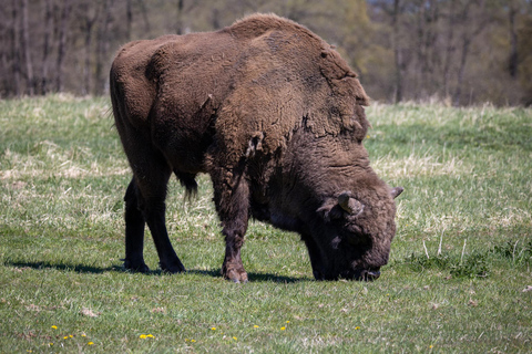 From Berlin: Wildlife Day Trip with Wolves, Lynxes & Otters