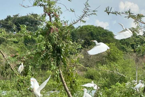 Oeganda: 2-daagse safari in het Murchison Falls National Park en de Big 5