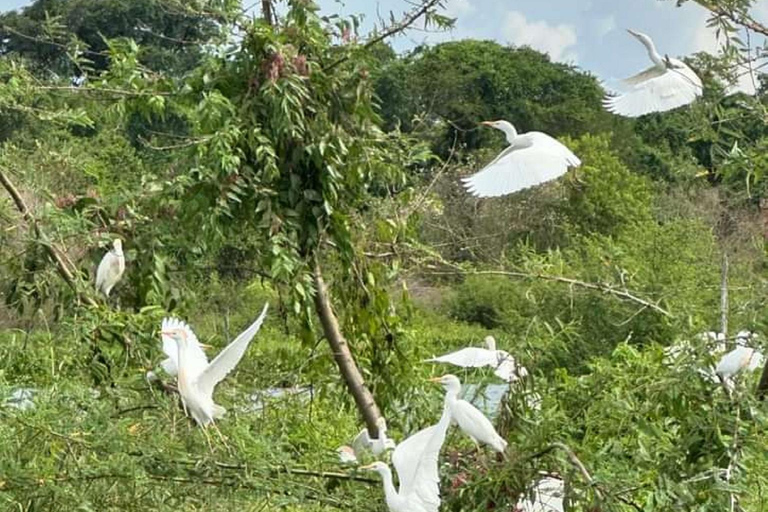 Ouganda : 2 jours de safari dans le parc national des chutes Murchison et les Big 5