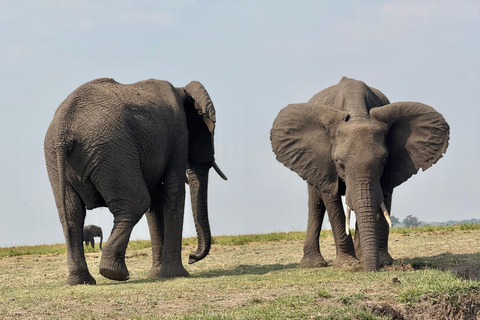 From Livingstone: Luxury Full‑Day Chobe Safari