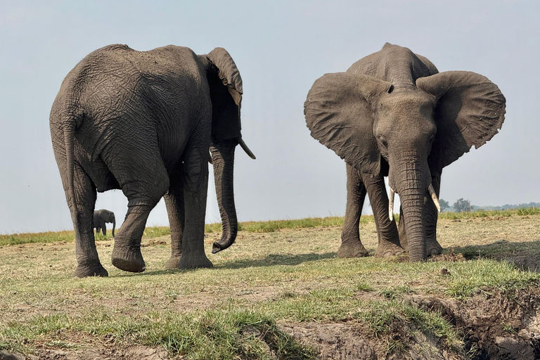 From Livingstone: Luxury Full‑Day Chobe Safari