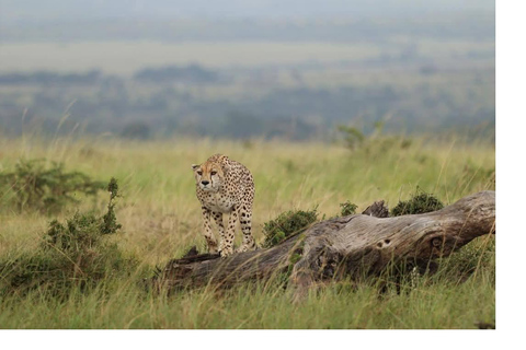 Nairobi: 2-Day Samburu National Reserve Safari Tour