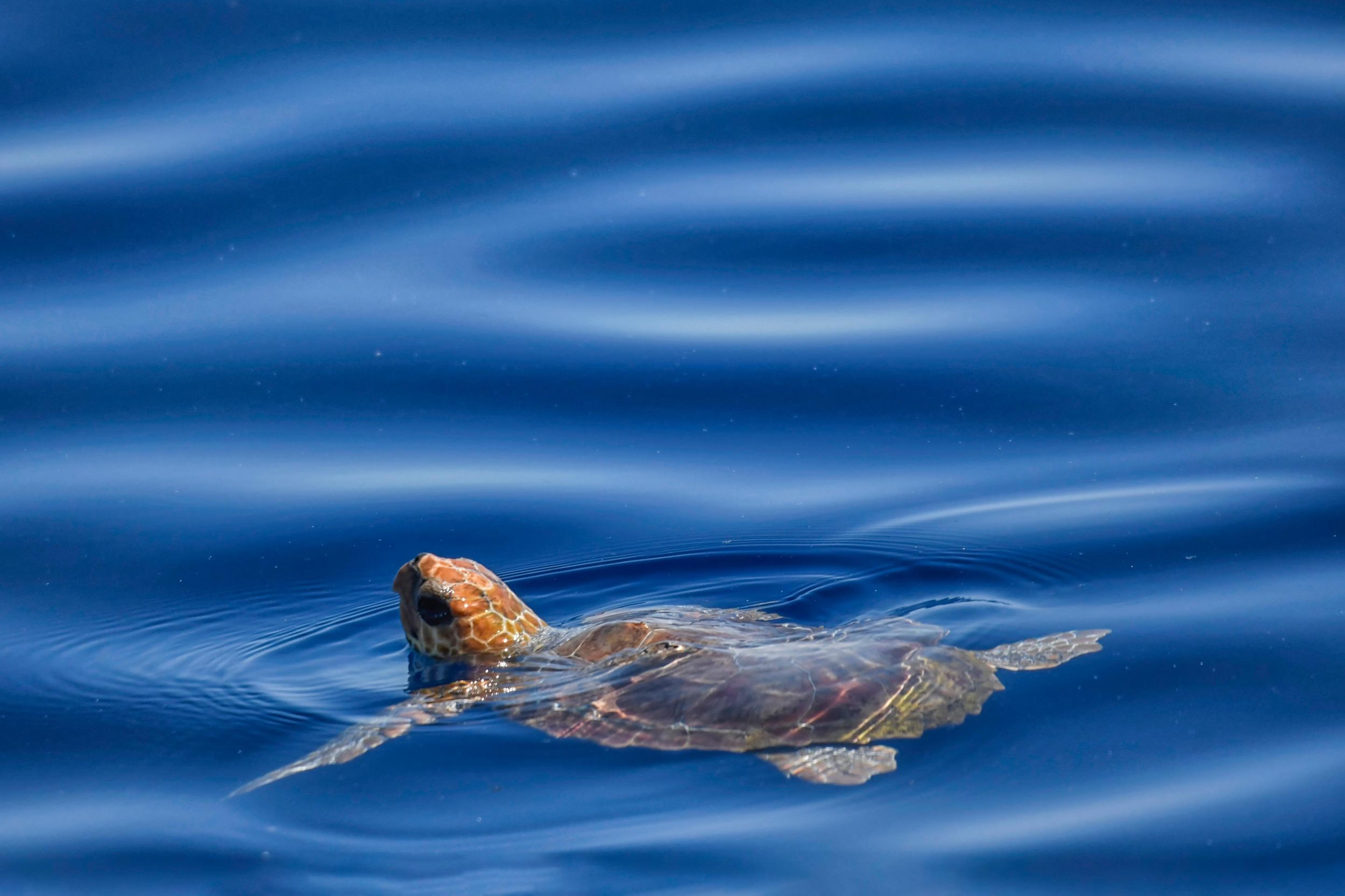 Savona: Sunset Wildlife Cruise im Pelagos Sanctuary